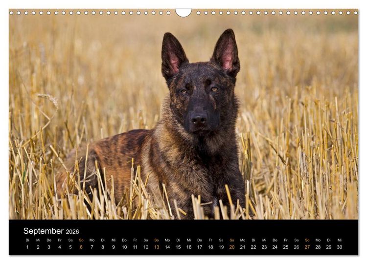 Produktbild: Holl&auml;ndischer Sch&auml;ferhund (Wandkalender 2026 DIN A3 quer), CALVENDO Monatskalender