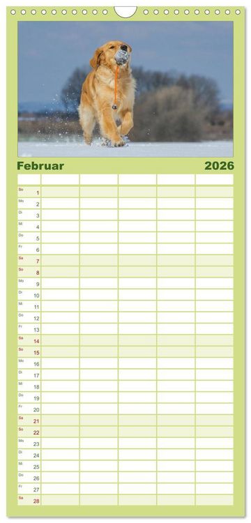 Produktbild: Familienplaner 2026 - Golden Retriever - Ein Herz auf 4 Pfoten mit 5 Spalten (Wandkalender, 21 x 45 cm) CALVENDO