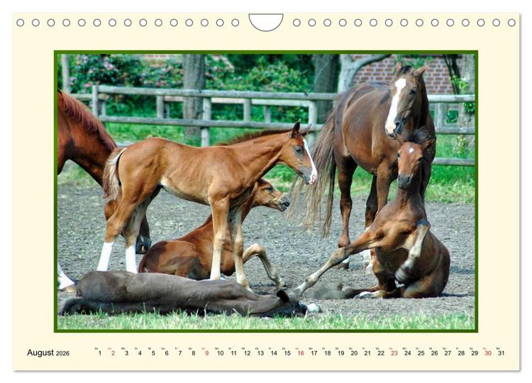 Produktbild: Fr&uuml;hling auf der Pferdeweide (Wandkalender 2026 DIN A4 quer), CALVENDO Monatskalender