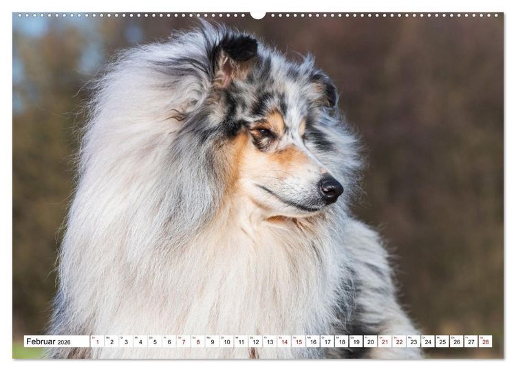 Produktbild: Collies - Eine Liebe f&uuml;r immer und ewig (hochwertiger Premium Wandkalender 2026 DIN A2 quer), Kunstdruck in Hochglanz
