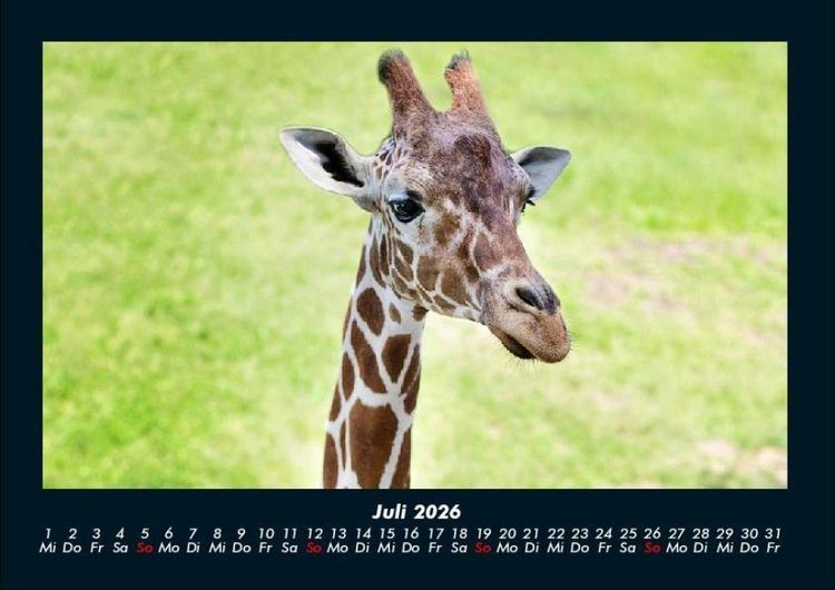 Produktbild: Giraffen 2026 Fotokalender DIN A4