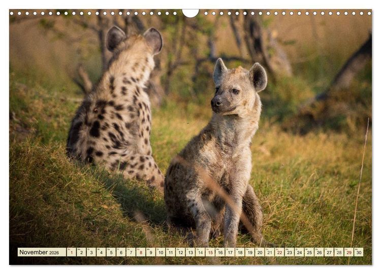Produktbild: Afrika. Botswanas wundervolle Tierwelt (Wandkalender 2026 DIN A3 quer), CALVENDO Monatskalender