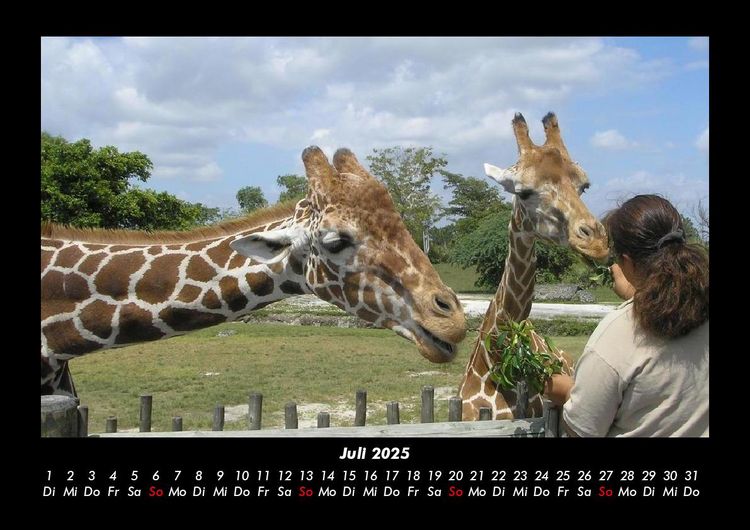 Produktbild: Giraffen 2025 Fotokalender DIN A3