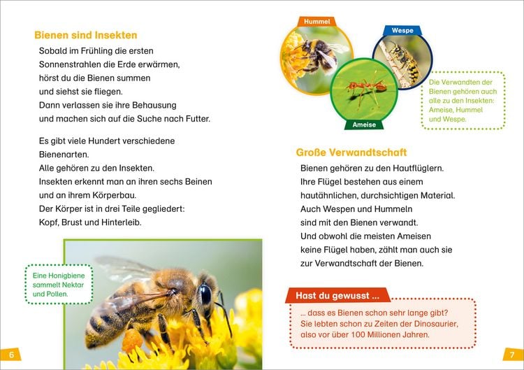 Produktbild: WAS IST WAS Erstes Lesen Band 5. Bienen