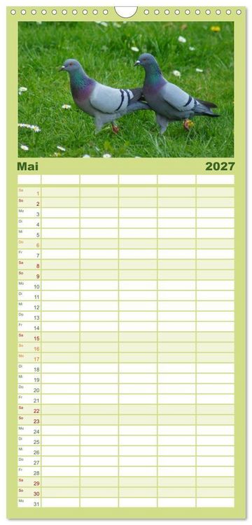 Produktbild: Familienplaner 2027 - Tauben in der Stadt mit 5 Spalten (Wandkalender, 21 x 45 cm) CALVENDO