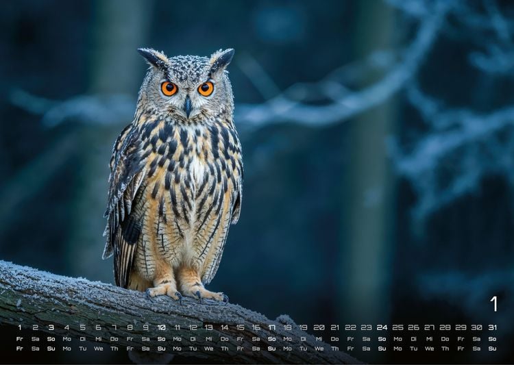 Produktbild: Eulen - W&auml;chter der Nacht - 2027 - Kalender DIN A3