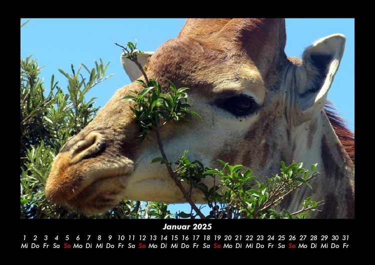 Produktbild: Giraffen 2025 Fotokalender DIN A3