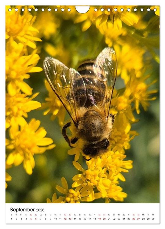Produktbild: Imkers flei&szlig;igste Bienen - So arbeiten meine Immen &ndash; Originalaufnahmen aus erster Hand (Wandkalender 2026 DIN A4 hoch), CALVENDO Monatskalender