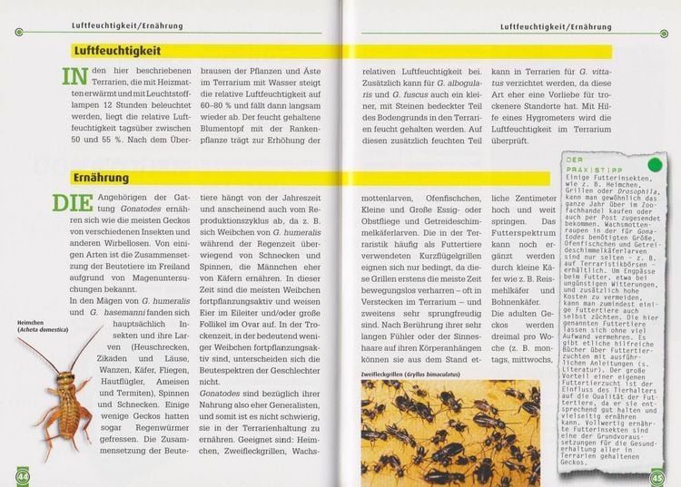 Produktbild: Neotropische Taggeckos