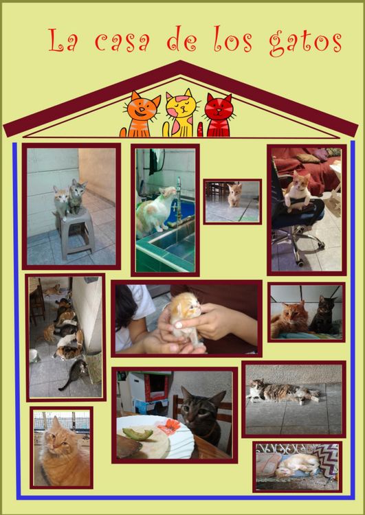 Produktbild: La casa de los gatos