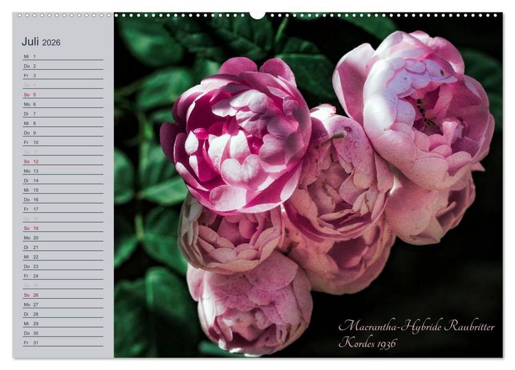 Produktbild: Kurf&uuml;rstliche Rosen Eltville am Rhein (hochwertiger Premium Wandkalender 2026 DIN A2 quer), Kunstdruck in Hochglanz