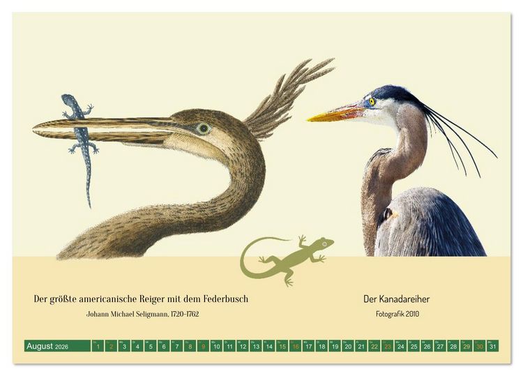 Produktbild: Vom Reiger zum Reiher (Tischkalender 2026 DIN A5 quer), CALVENDO Monatskalender