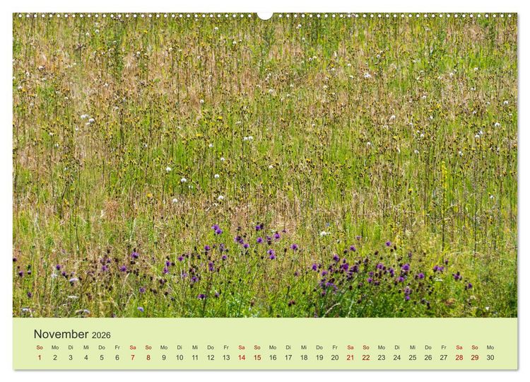 Produktbild: Wilde Blumen - ein Spaziergang durch die Natur (hochwertiger Premium Wandkalender 2026 DIN A2 quer), Kunstdruck in Hochglanz