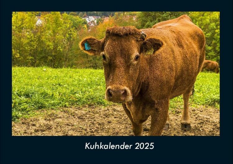 Produktbild: Kuhkalender 2025 Fotokalender DIN A4