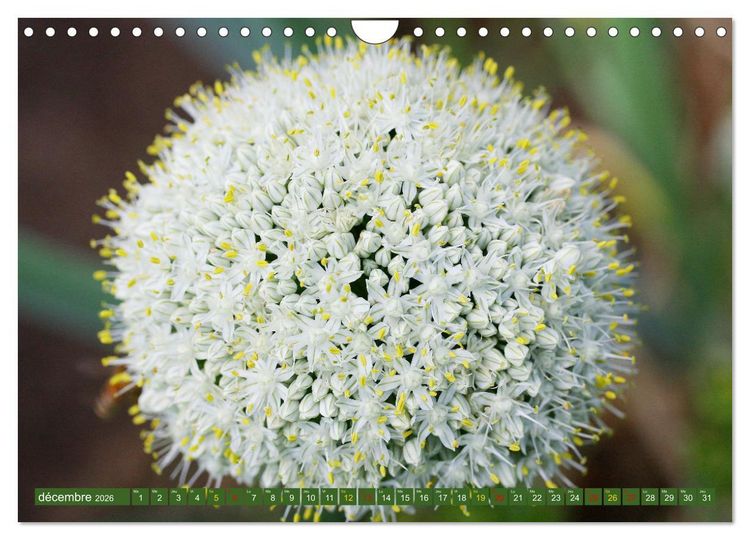Produktbild: La beaut&eacute; des fleurs (Calendrier mural 2026 DIN A4 vertical), CALVENDO calendrier mensuel