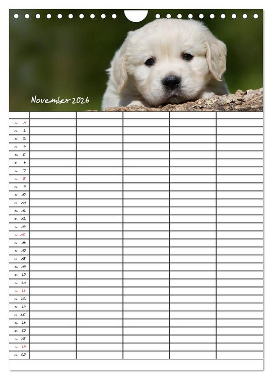 Produktbild: Familienplaner: Golden Retriever Welpen (Wandkalender 2026 DIN A4 hoch), CALVENDO Monatskalender