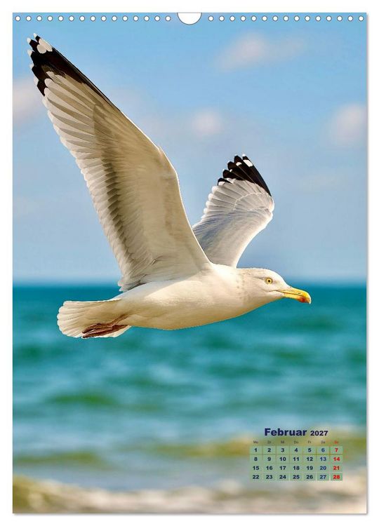 Produktbild: Seev&ouml;gel an der Nordsee (Wandkalender 2027 DIN A3 hoch), CALVENDO Monatskalender