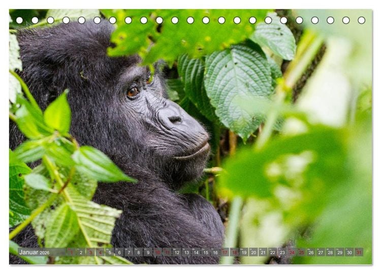 Produktbild: Gorillas ohne Nebel (Tischkalender 2026 DIN A5 quer), CALVENDO Monatskalender