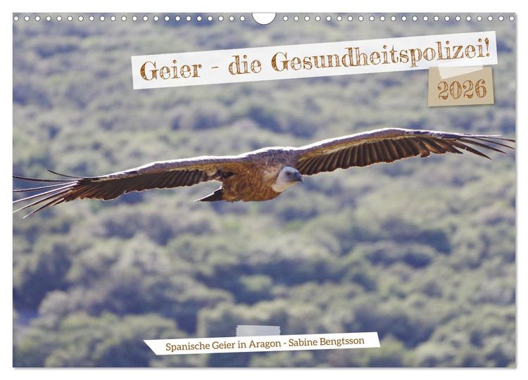 Produktbild: Geier - die Gesundheitspolizei! (Wandkalender 2026 DIN A3 quer), CALVENDO Monatskalender