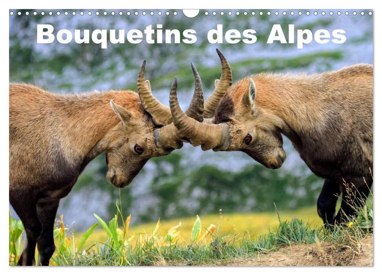 Produktbild: Bouquetins des Alpes (Calendrier mural 2026 DIN A3 vertical), CALVENDO calendrier mensuel