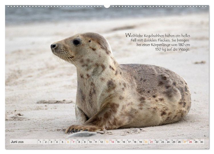 Produktbild: Kegelrobben auf der Insel D&uuml;ne (hochwertiger Premium Wandkalender 2026 DIN A2 quer), Kunstdruck in Hochglanz