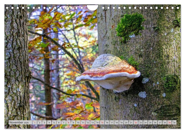 Produktbild: Pilze & Schwammerln (Wandkalender 2026 DIN A4 quer), CALVENDO Monatskalender