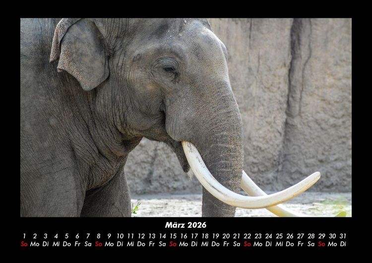 Produktbild: Elefanten 2026 Fotokalender DIN A3