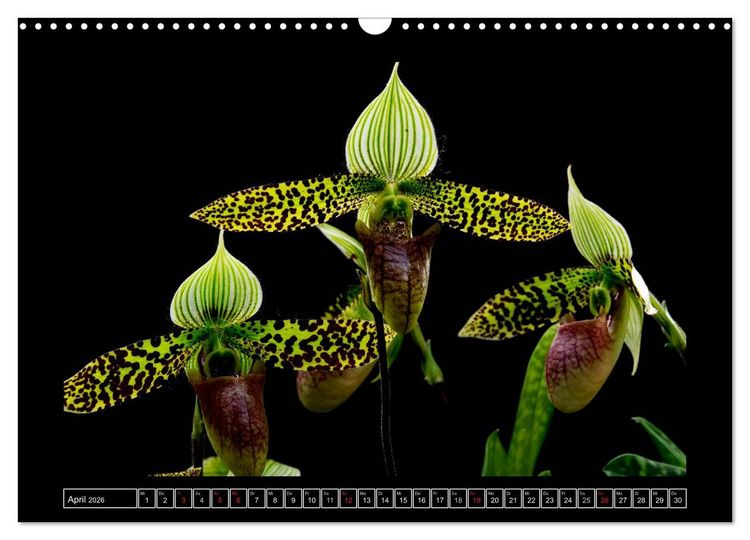 Produktbild: Frauenschuhe - die sch&ouml;nsten Orchideen der Welt (Wandkalender 2026 DIN A3 quer), CALVENDO Monatskalender