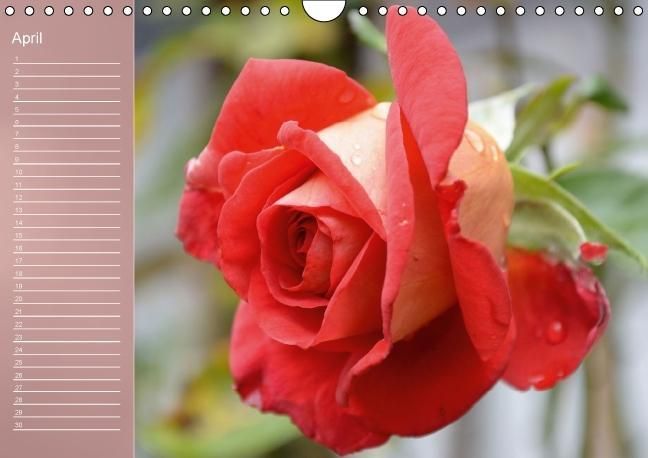 Produktbild: Zarte Sch&ouml;nheiten - Rosen (Wandkalender immerw&auml;hrend DIN A4 quer)