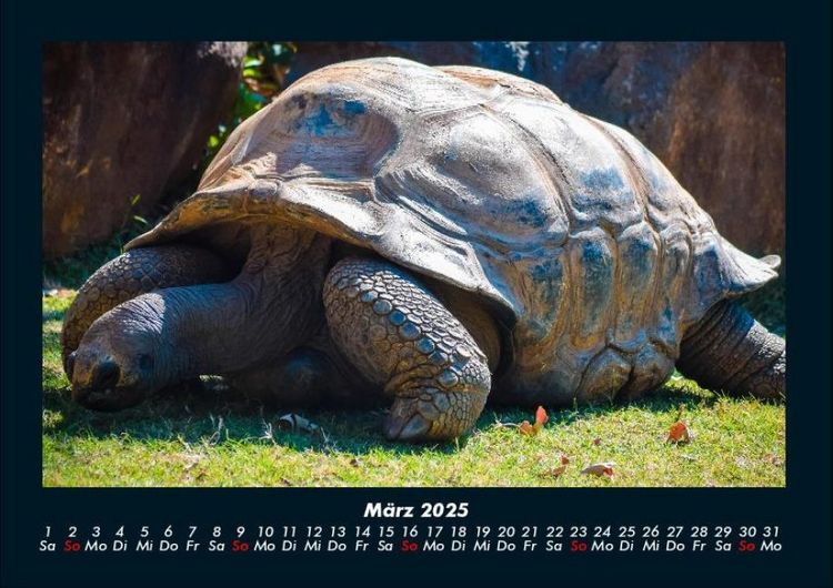 Produktbild: Schildkr&ouml;tenzauber 2025 Fotokalender DIN A4
