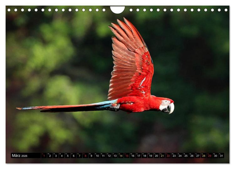 Produktbild: Aras im Pantanal (Wandkalender 2026 DIN A4 quer), CALVENDO Monatskalender