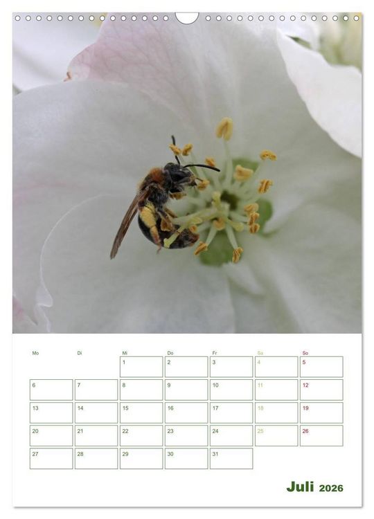 Produktbild: Bienen-Terminplaner 2026 (Wandkalender 2026 DIN A3 hoch), CALVENDO Monatskalender