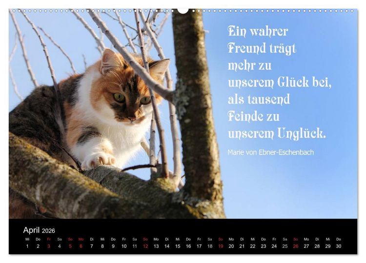 Produktbild: Gl&uuml;ckskatze - Mit Zitaten zum Thema Gl&uuml;ck (Wandkalender 2026 DIN A2 quer), CALVENDO Monatskalender