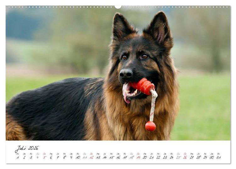 Produktbild: Zauberhafte Langhaar Sch&auml;ferhunde (hochwertiger Premium Wandkalender 2026 DIN A2 quer), Kunstdruck in Hochglanz
