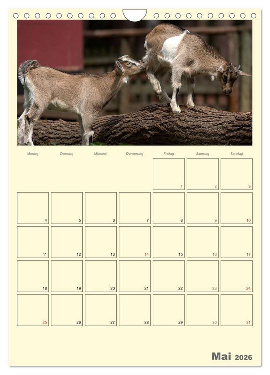 Produktbild: Zwergziegen (Wandkalender 2026 DIN A4 hoch), CALVENDO Monatskalender