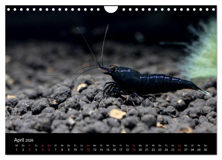 Produktbild: Zwerggarnelen - gepanzerte Juwelen im Aquarium (Wandkalender 2026 DIN A4 quer), CALVENDO Monatskalender
