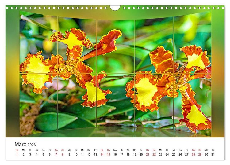 Produktbild: Orchideen Bildergalerie (Wandkalender 2026 DIN A3 quer), CALVENDO Monatskalender