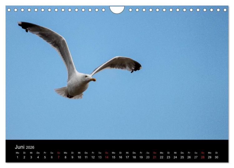 Produktbild: Spontane Fotografie - M&ouml;wen (Wandkalender 2026 DIN A4 quer), CALVENDO Monatskalender
