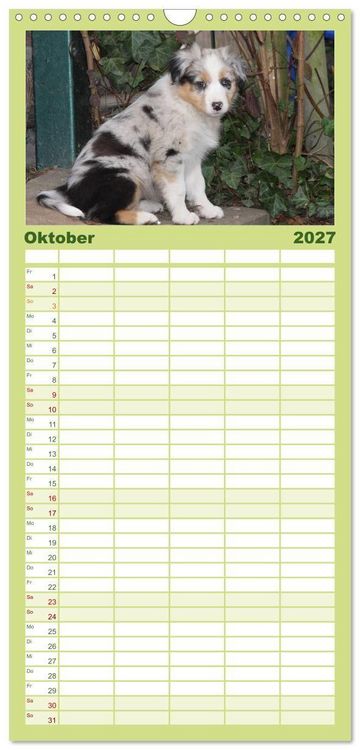 Produktbild: Familienplaner 2027 - Australian Shepherd - H&uuml;tehunde mit Familienanschluss mit 5 Spalten (Wandkalender, 21 x 45 cm) CALVENDO
