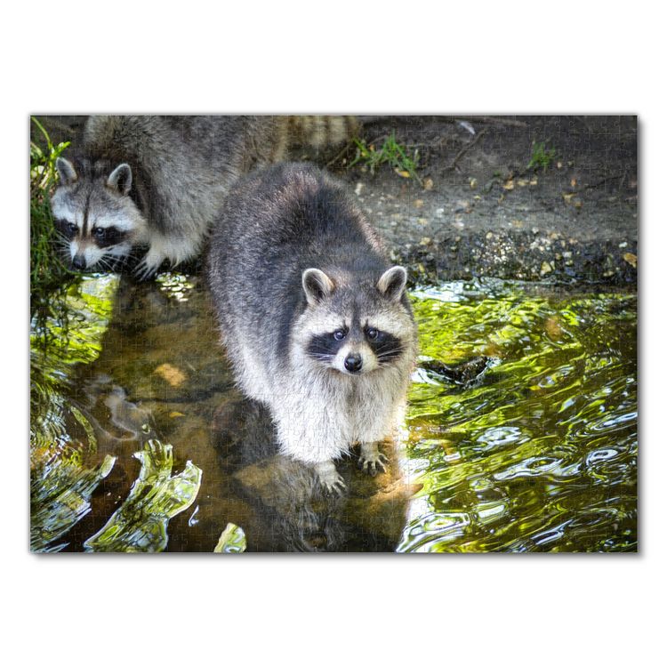 Produktbild: Lais Puzzle Waschb&auml;r 1000 Teile
