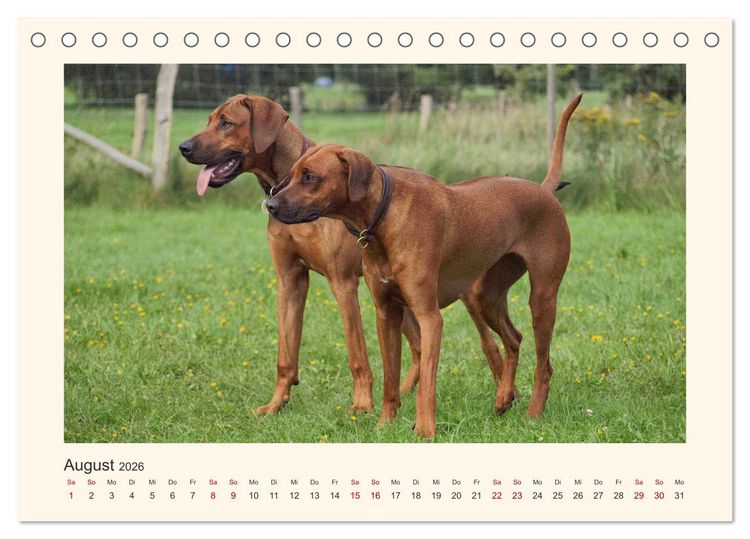 Produktbild: Rhodesian Ridgeback Power aus S&uuml;dafrika (Tischkalender 2026 DIN A5 quer), CALVENDO Monatskalender