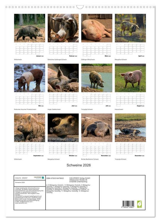 Produktbild: Schweine 2026 (Wandkalender 2026 DIN A2 hoch), CALVENDO Monatskalender