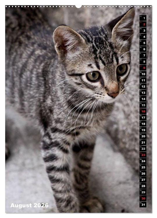 Produktbild: Istanbuls Katzen (Wandkalender 2026 DIN A2 hoch), CALVENDO Monatskalender