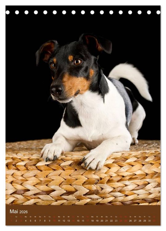Produktbild: Jack Russell Terrier (Tischkalender 2026 DIN A5 hoch), CALVENDO Monatskalender