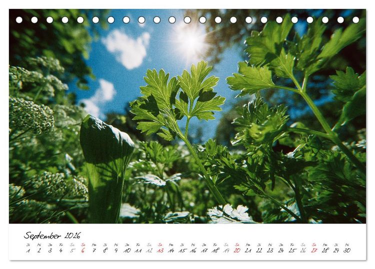 Produktbild: Gem&uuml;segarten - Gem&uuml;se aus dem eigenen Garten (Tischkalender 2026 DIN A5 quer), CALVENDO Monatskalender
