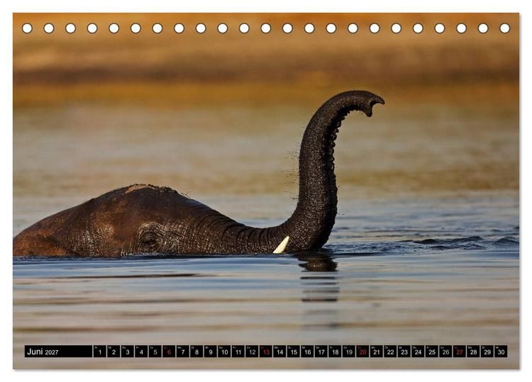 Produktbild: Magie des Augenblicks - Elefanten - Afrikas sanfte Riesen (Tischkalender 2027 DIN A5 quer), CALVENDO Monatskalender