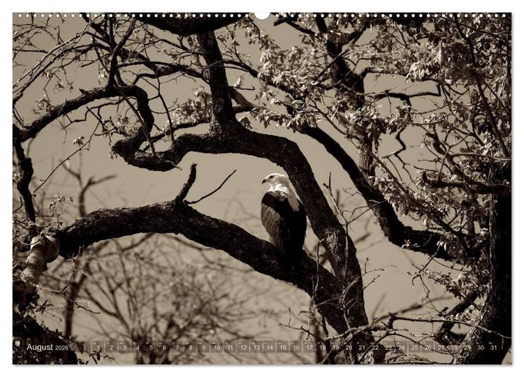 Produktbild: Botswana &ndash; Impressionen aus Afrika (Wandkalender 2026 DIN A2 quer), CALVENDO Monatskalender