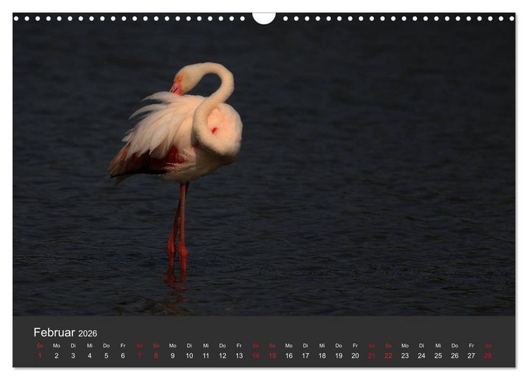 Produktbild: Pretty Flamingo (Wandkalender 2026 DIN A3 quer), CALVENDO Monatskalender