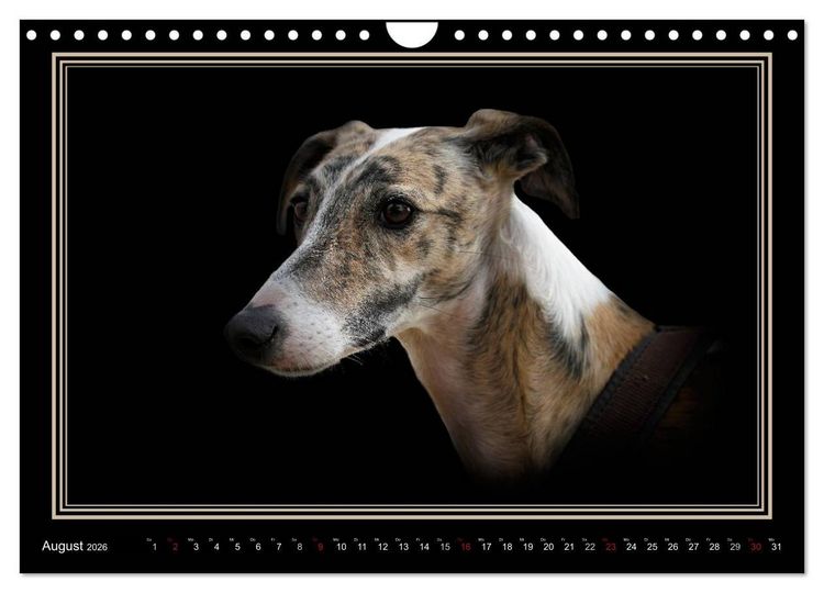 Produktbild: Galgo Espa&ntilde;ol 2026- Der spanische Windhund (Wandkalender 2026 DIN A4 quer), CALVENDO Monatskalender