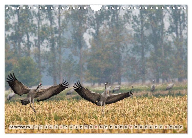 Produktbild: Kraniche auf dem Weg nach S&uuml;den (Wandkalender 2026 DIN A4 quer), CALVENDO Monatskalender